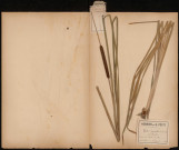 Typha Angustifolia - Vulg. Massette (Legit Polleux), plante prélevée à Brie (Somme, France), dans la tourbière, 10 novembre 1887