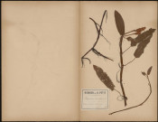 Polygonum Amphibium, plante prélevée à Camon (Somme, France), dans les hortillonnages, 25 juillet 1888