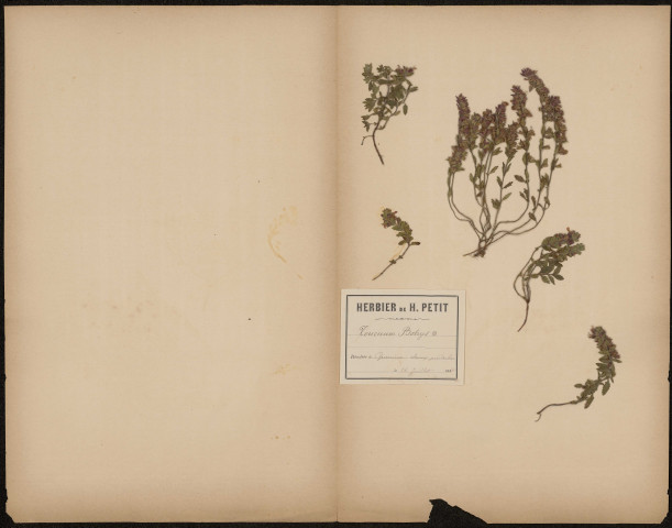 Teucrium Botrys, plante prélevée à Querrieux (Somme, France), dans les champs près du bois, 16 juillet 1888