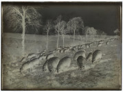 Moutons à Cagny mai 1910