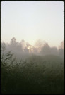 Fresne, brouillard