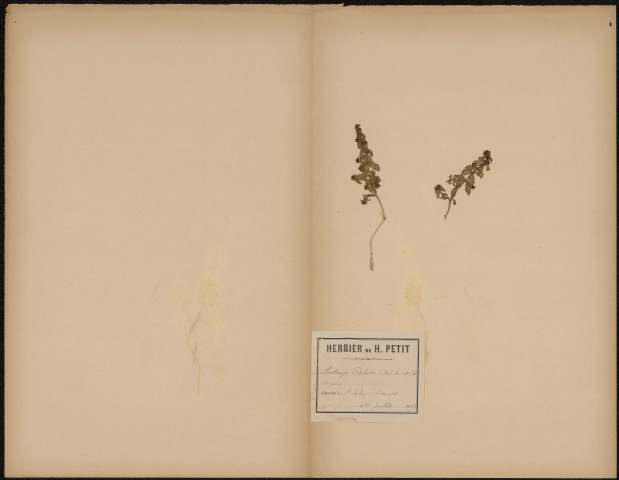 Honkenya Peploides, plante prélevée à Saint-Valery-sur-Somme (Somme, France), au Hourdel, 16 juillet 1889