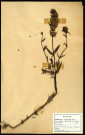 Rhinathus van Minor Ehrh, famille des Scrofulariacées, plante prélevée à Grandvilliers (Oise, France), zone de récolte non précisée, en juin 1969