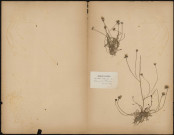 Leontodon autumnalis, plante prélevée à Gézaincourt (Somme, France), près de Doullens, Herbier P. Guérin, 23 août 1889