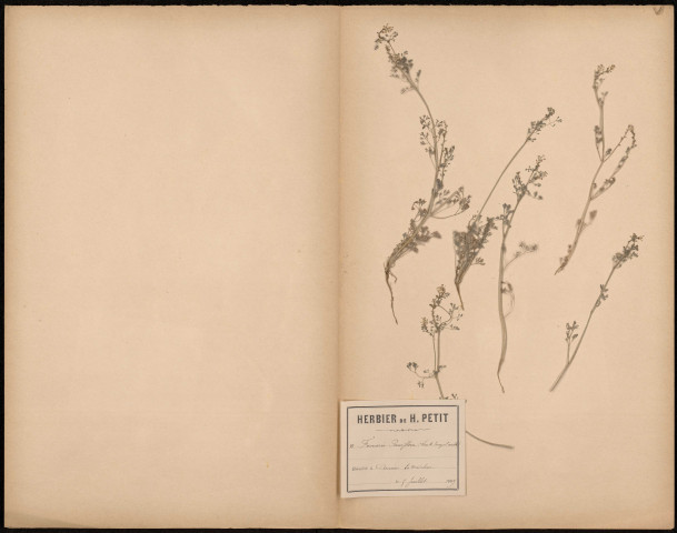 Fumaria Parviflora, plante prélevée à Amiens (Somme, France), à La Madeleine, 5 juillet 1889