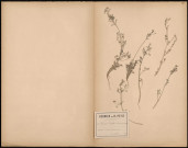 Fumaria Parviflora, plante prélevée à Amiens (Somme, France), à La Madeleine, 5 juillet 1889