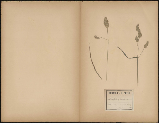 Dactylis Glomerata, plante prélevée à Amiens (Somme, France), sur les bords de la Somme, 25 juin 1888