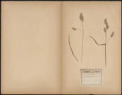 Dactylis Glomerata, plante prélevée à Amiens (Somme, France), sur les bords de la Somme, 25 juin 1888