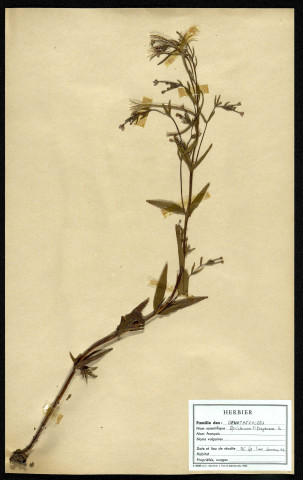 Epilobium Tetragonum, famille des Oenotheracées, plante prélevée à Sorrus (Pas-de-Calais), zone de récolte non précisée, en juin 1969