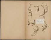Polygala calcarea schultz, plante prélevée à Saint-Léger-lès-Domart (Somme, France), n.c., 27 mai 1889