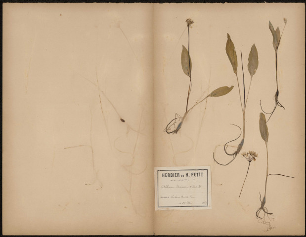 Allium Ursinum, plante prélevée à Lucheux (Somme, France), dans le bois du parc, 23 mai 1889