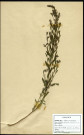Genista tinctoria, Genêt des teinturiers, famille des Papilionacées, plante prélevée à Grandvilliers (Oise, France), zone de récolte non précisée, en juin 1969