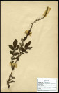 Agrimonia Eupatoria, famille des rosacées, plante prélevée à Cottenchy (Somme, France), au Paraclet, en juin 1969