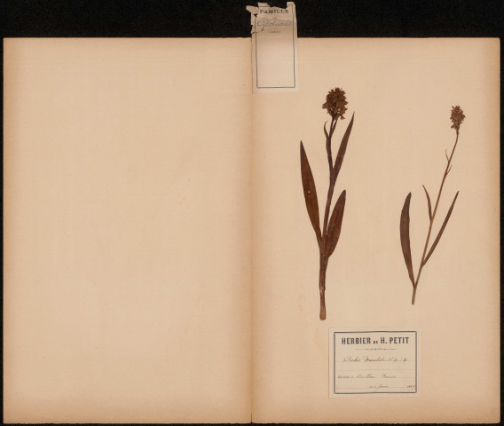 Orchis Maculata, plante prélevée à Doullens (Somme, France), dans les prairies, 6 juin 1889
