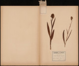 Orchis Maculata, plante prélevée à Doullens (Somme, France), dans les prairies, 6 juin 1889