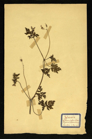 Géranium Robertianum L (Géranium Herbe à Robert), famille des Géraniées, plante prélevée à Dromesnil (Décombres), 11 mai 1938