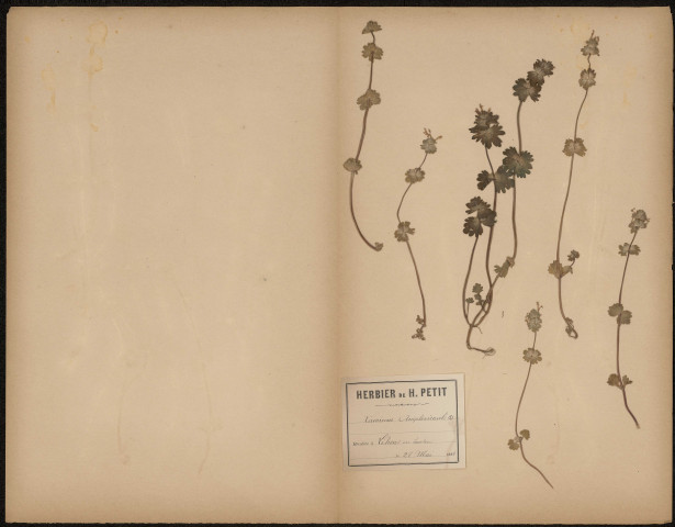 Lamium Amplexicaule, plante prélevée à Lihons (Somme, France), n.c., 28 mai 1888
