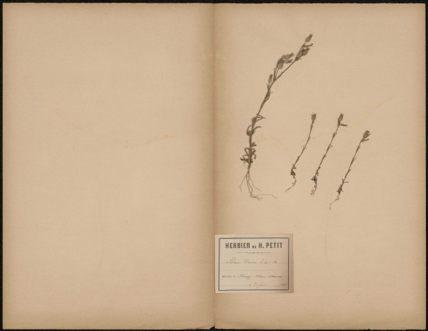 Silene Conica, plante prélevée à Blangy-Tronville (Somme, France), sur des coteaux sillonneux, 20 juin 1888