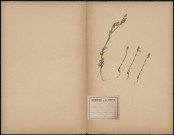Silene Conica, plante prélevée à Blangy-Tronville (Somme, France), sur des coteaux sillonneux, 20 juin 1888