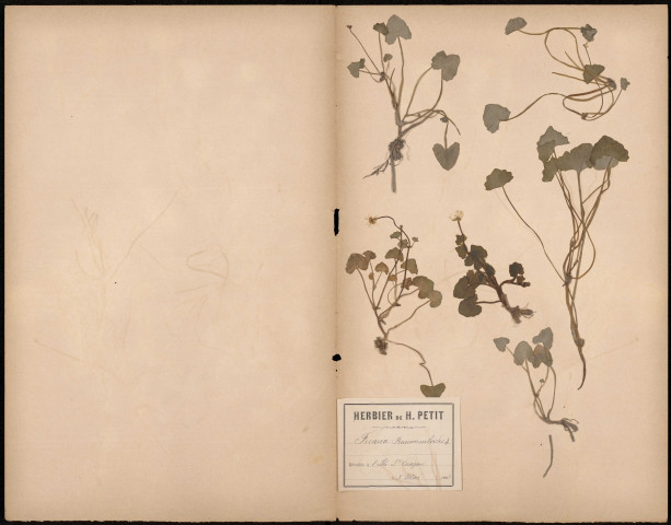 Ficaria Ranunculoives , plante prélevée à Amiens (Somme, France), sur l'île Sainte Aragone, 3 mai 1888