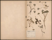 Ficaria Ranunculoives , plante prélevée à Amiens (Somme, France), sur l'île Sainte Aragone, 3 mai 1888
