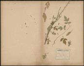 Sinapis Arvensis (Moutarde sauvage), plante prélevée à Amiens (Somme, France), à Saint-Pierre dans les champs, 10 septembre 1888