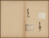 Teucrium Scordium, plante prélevée à Saint-Quentin-en-Tourmont (Somme, France), dans les dunes, 25 août 1889