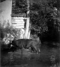 Une vache s'abreuvant dans une rivière