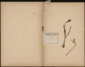 Narcisses pseudo Narcissus - (en Picard : Ayault), plante prélevée à Terramesnil (Somme, France), n.c., 15 avril 1889