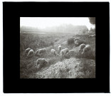Moutons à Longpré-les-Amiens - septembre 1912