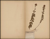 Hypericum Quadrangulum (L.Fl Inu), H. Dubium (Leers Herb.), plante prélevée à Amiens (Somme, France), à Renancourt, 6 juillet 1888