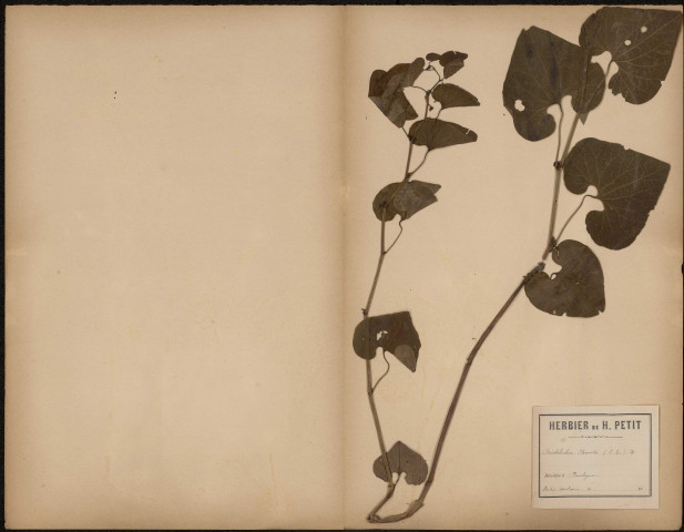 Aristolochia Clematis - Aristoloche clématite (Herbier Hautecoeur), plante prélevée à Boulogne-sur-Mer (Pas-de-Calais, France), n.c., [1888-1889]