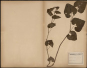 Aristolochia Clematis - Aristoloche clématite (Herbier Hautecoeur), plante prélevée à Boulogne-sur-Mer (Pas-de-Calais, France), n.c., [1888-1889]