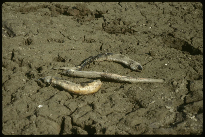 [Sécheresse 1989 : anguilles mortes dans le marais à sec]
