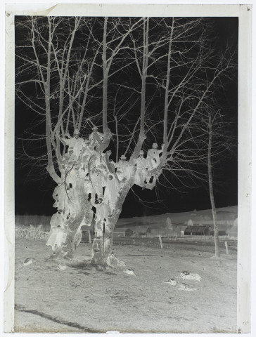 L'arbre des mariages à Lucheux - mars 1905