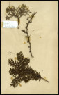 Juniperus virginiana (genévrier de Virginie), Cedrus (cèdre), Taxus baccata (if), famille non identifée, plante prélevée [à localiser], zone de récolte non précisée, en 1969