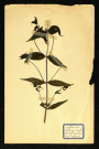 Melampyrum pratenses l. (Mélampyre des près), famille des Scrofulariacées, plante prélevée à Dromesnil (Bois), 14 juin 1938