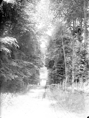 Paysage forestier. Une allée, 1899