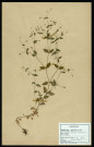 Arenaria Trinervia, famille des Caryophyllacées, plante prélevée à Sorrus (Pas-de-Calais), dans la lande à ulex, en juin 1969