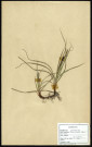 Carex Glauca Murr., famille des Cypéracées, plante prélevée à Sailly-le-Sec (Somme, France), Boves (Somme, France), zone de récolte non préciséee, en avril 1969