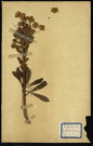 Euphorbia silvatica (Euphorbe des bois), famille des Euphorbiacées, plante prélevée à Dromesnil (Bois), 14 juin 1938