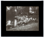 Moutons marais de Rivery - septembre 1911