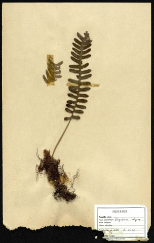 Polypodium Vulgare, famille non identifée, plante prélevée à Eu (Seine-Maritime, France), zone de récolte non précisée, en mars 1969