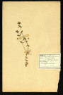Anagallis Arvensis (Mouron des champs), famille des Primulacées, plante prélevée à Dromesnil, 5 juin 1938