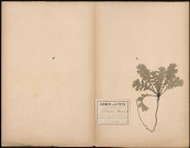 Glancium Flavum (Pavot cornu), plante prélevée à Saint-Quentin-en-Tourmont (Somme, France), dans les dunes, 24 juin 1888