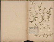 Silene Inflata - Cucubalus Behen, plante prélevée à Cagny (Somme, France), sur la route venant d'Amiens, 6 août 1888