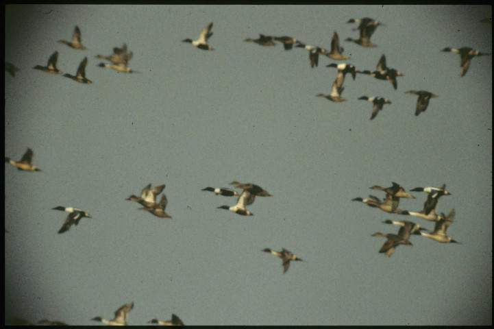 Sarcelles et souchet