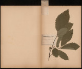 Castanea Vulgaris - Chataignier, plante prélevée à Ennemain (Somme, France), dans le bois de la Chapelle , 16 août 1888
