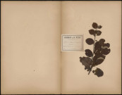 Cydonia Vulgaris (Pers. Syn.) Cognassier, plante prélevée à Martinpuich (Pas-de-Calais, France), dans un verger, 6 octobre 1888