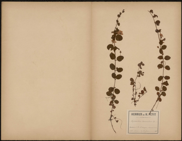 Lysimachia Nummularia, plante prélevée à Amiens (Somme, France), sur l'Île Sainte-Aragone, sur le chemin de la vieille Somme, 30 juin 1888